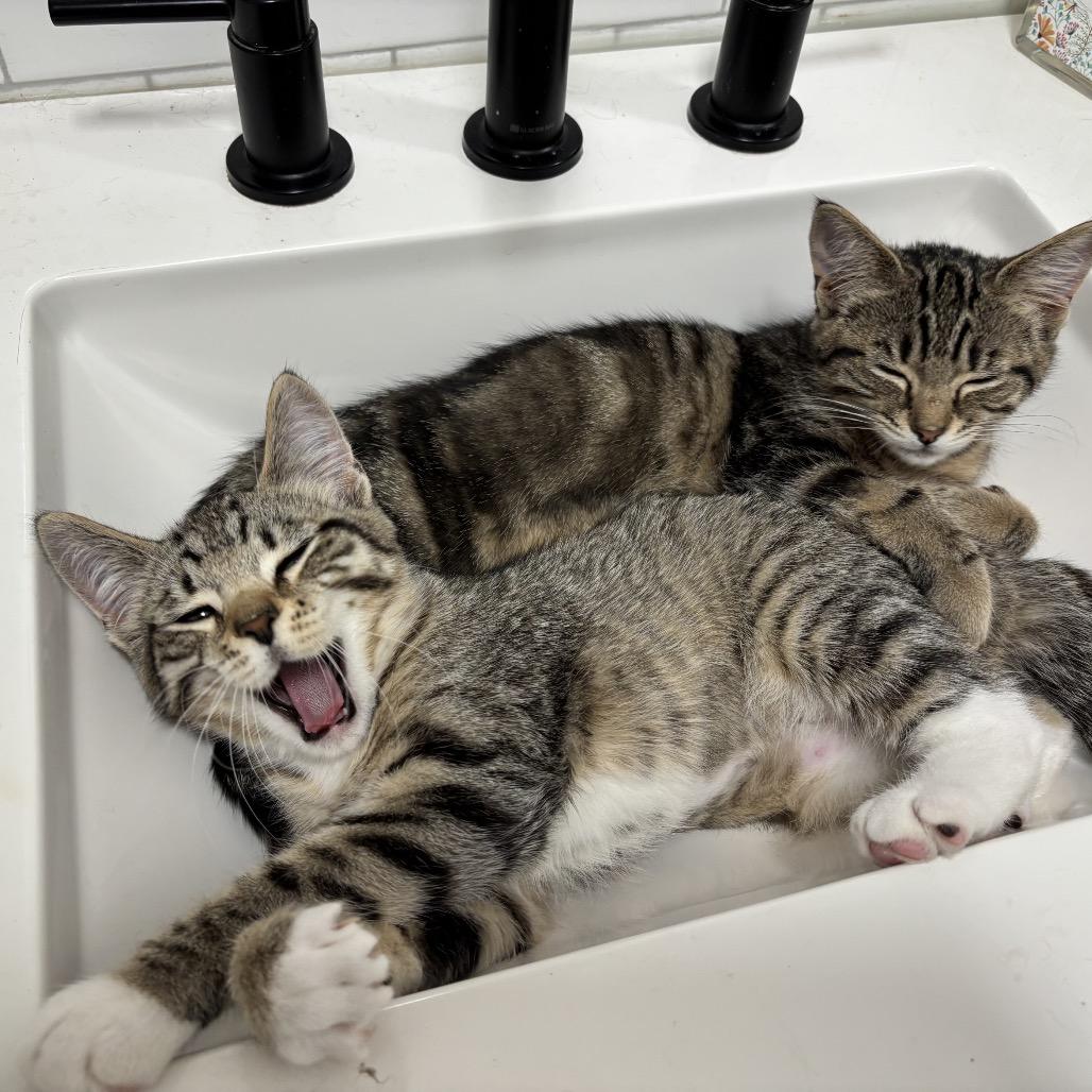 Enlarge Shrimp, a Adoptable Domestic Short Hair in Ferndale, WA image 5/5