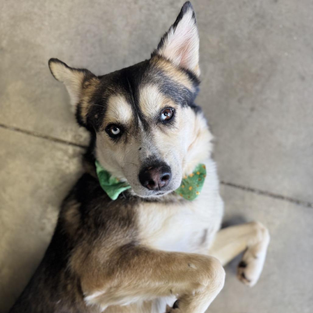 Enlarge Sebastian, a Adoptable mixed breed in Rock Falls, IL image 1/1