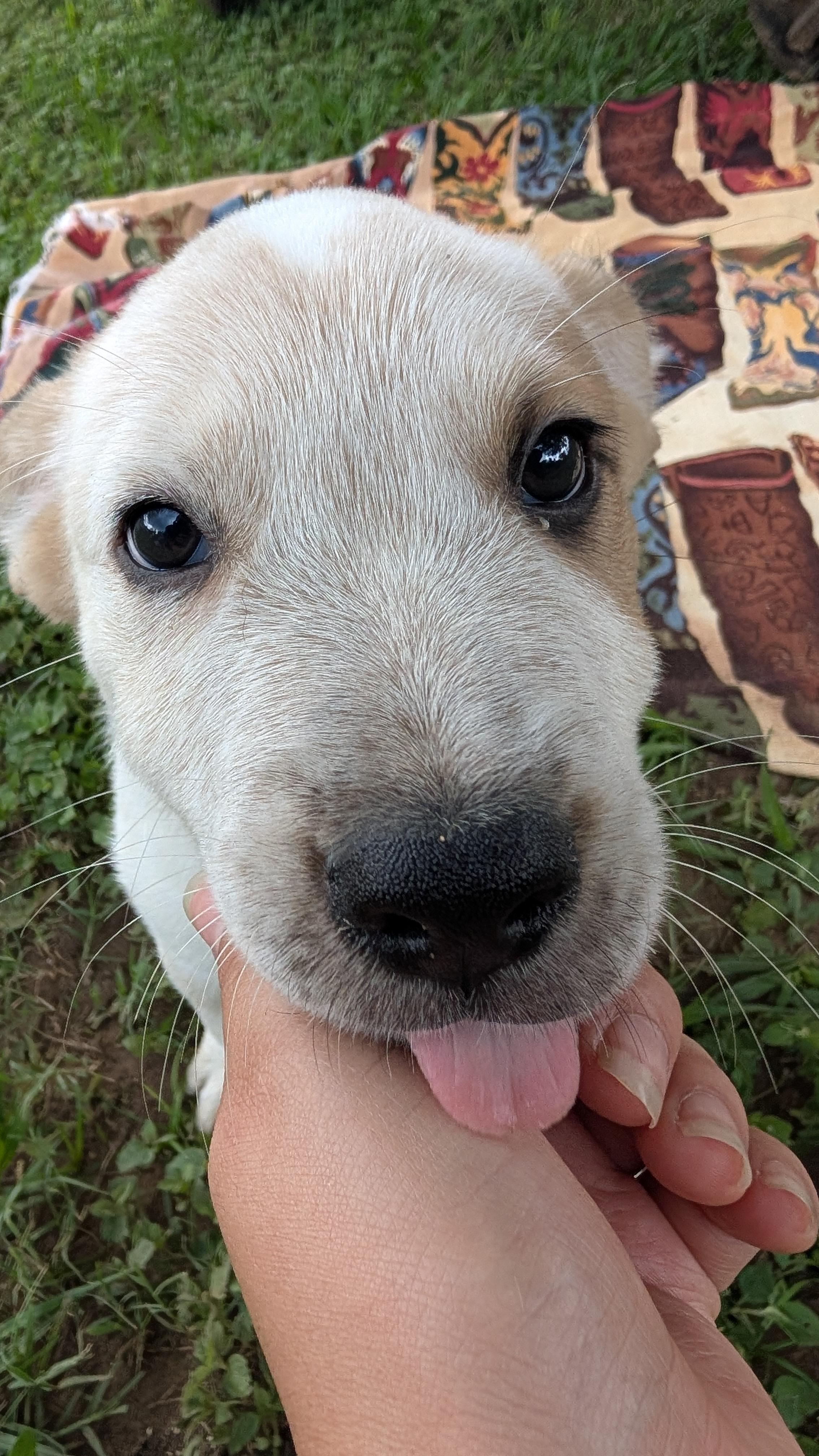 Ash, Adopted, Young Male Australian Cattle Dog / Blue Heeler.