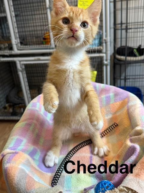 Enlarge Cheddar, a Adopted Domestic Short Hair in Millerstown, PA image 2/4
