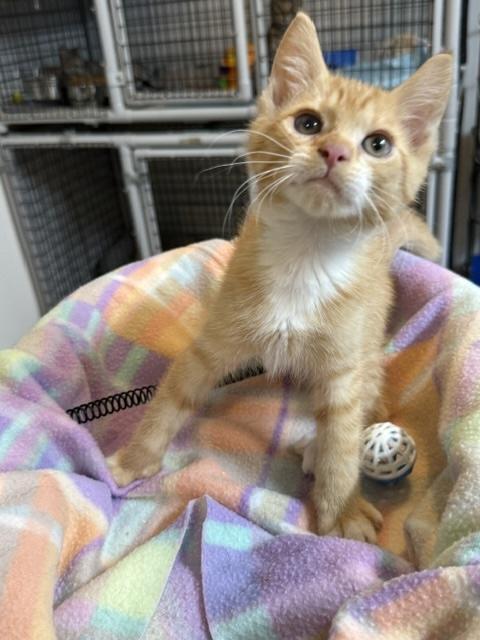 Enlarge Cheddar, a Adopted Domestic Short Hair in Millerstown, PA image 4/4