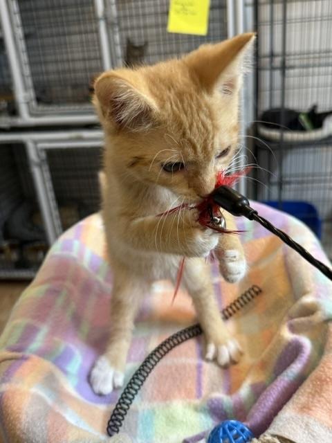 Enlarge Cheddar, a Adopted Domestic Short Hair in Millerstown, PA image 3/4