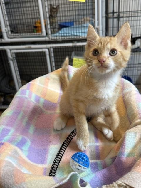 Cheddar, Adopted, Kitten Male Domestic Short Hair.