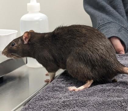 Silas, Adoptable, Adult Male Rat & Rat.