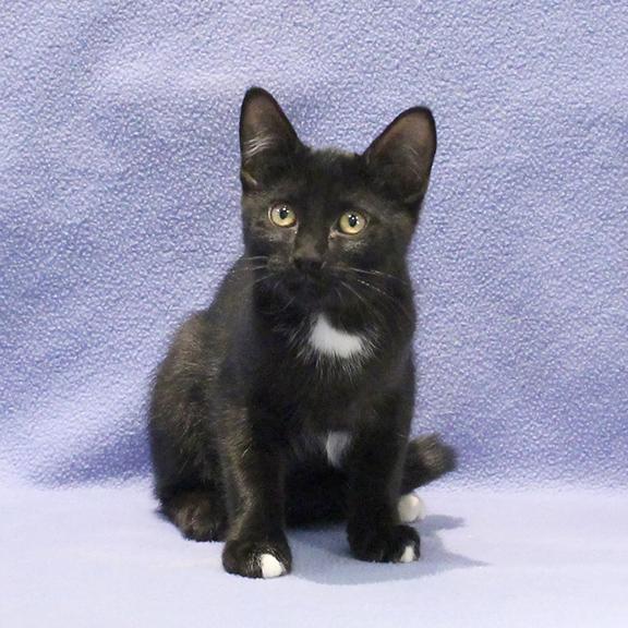 Enlarge Cosmo, a Adoptable Domestic Short Hair in Overland Park, KS image 2/3