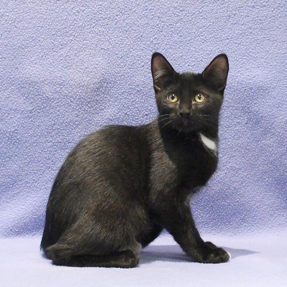 Enlarge Cosmo, a Adoptable Domestic Short Hair in Overland Park, KS image 3/3