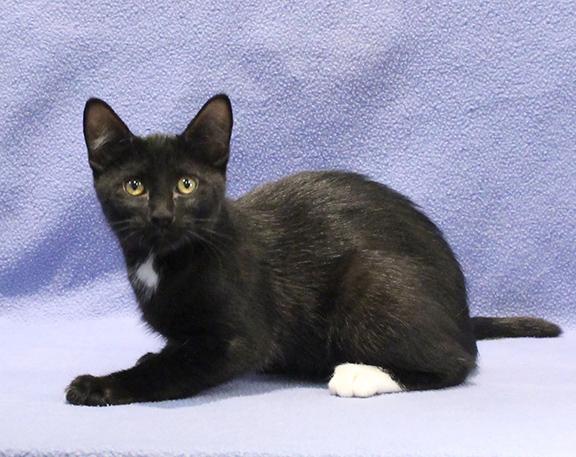 Enlarge Cosmo, a Adoptable Domestic Short Hair in Overland Park, KS image 1/3