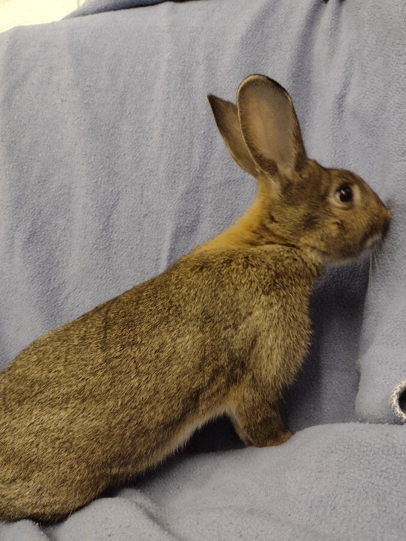 Dion, Adoptable, Young Male American.