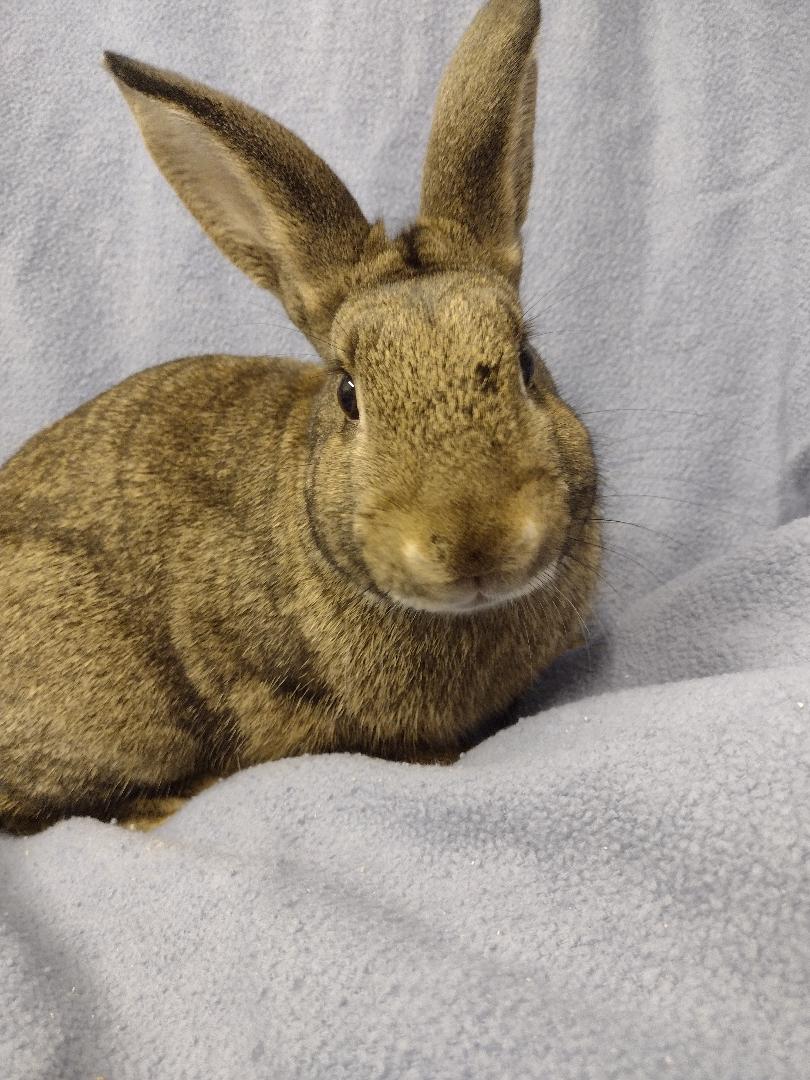 Rabbit for adoption - Dion, an American in Plymouth, MI | Petfinder