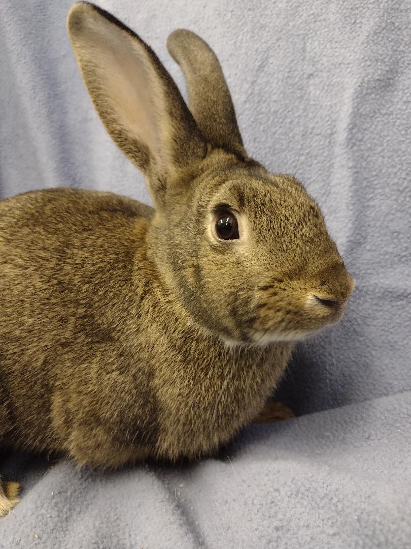 Dion, a Adoptable American in Plymouth, MI image 3/3