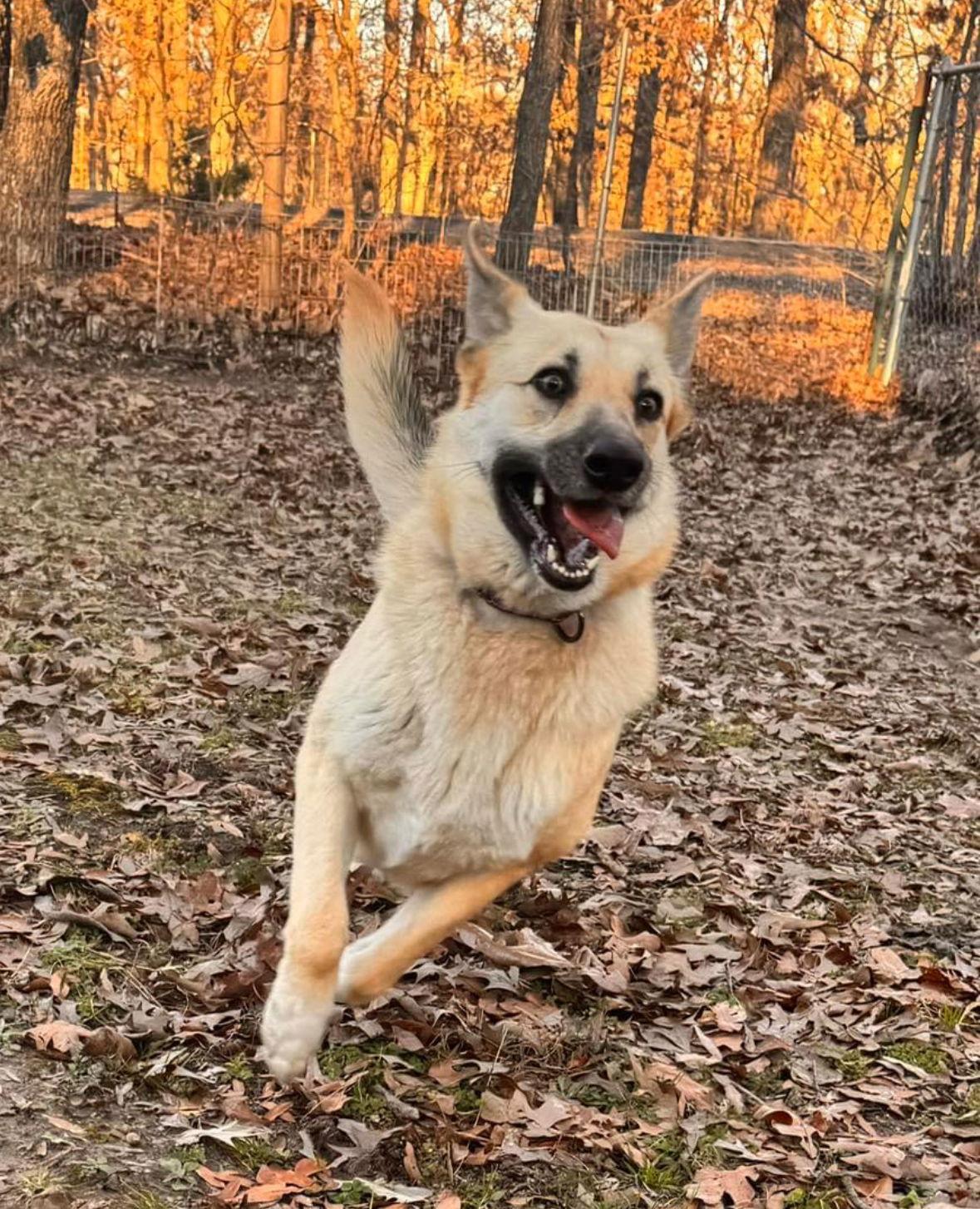 Shelby, Adoptable, Adult Female German Shepherd Dog.