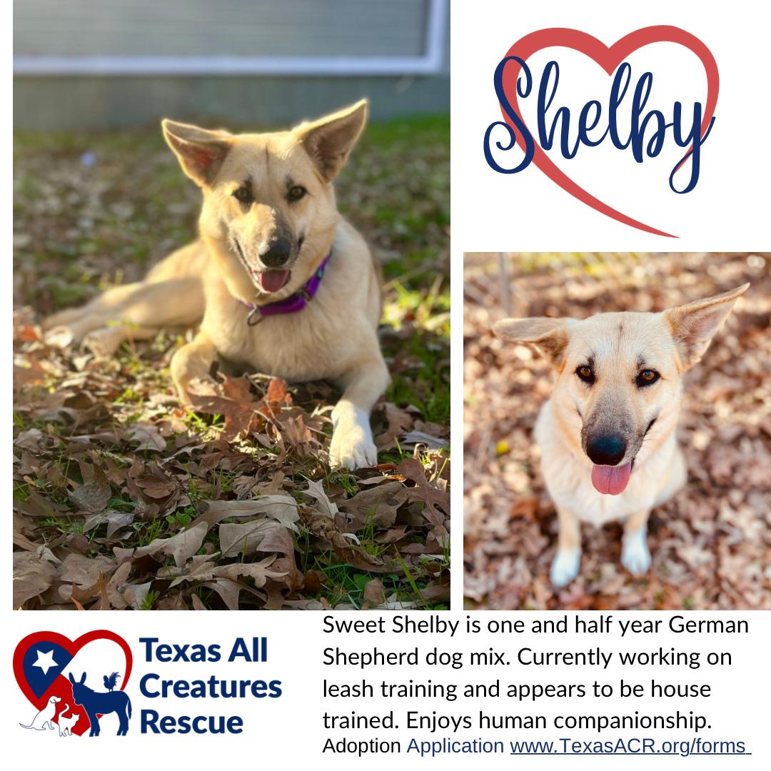 Enlarge Shelby, a Adoptable German Shepherd Dog in Alvarado, TX image 3/3