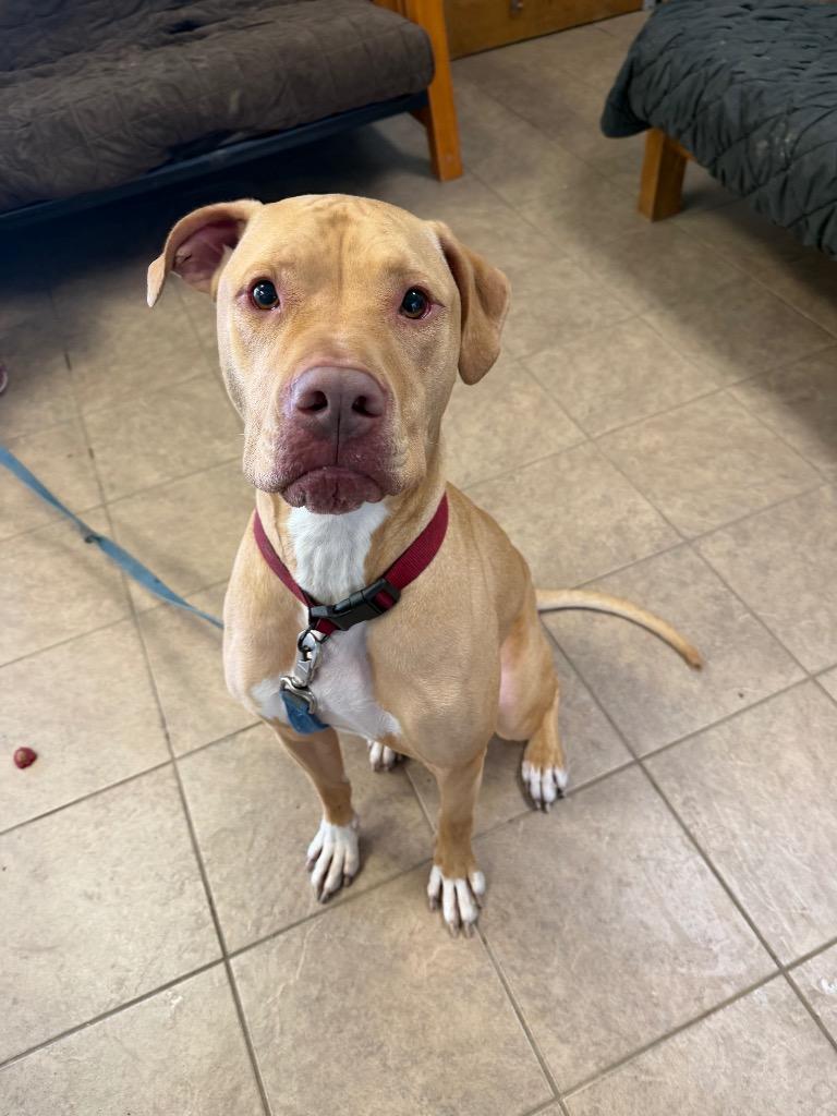 Brutus, Adoptable, Adult Male Pit Bull Terrier & Great Dane.