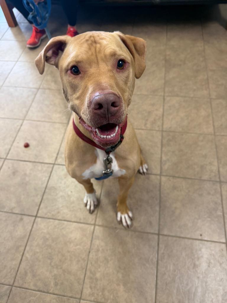 Enlarge Brutus, a Adoptable mixed breed in Marion, OH image 3/3