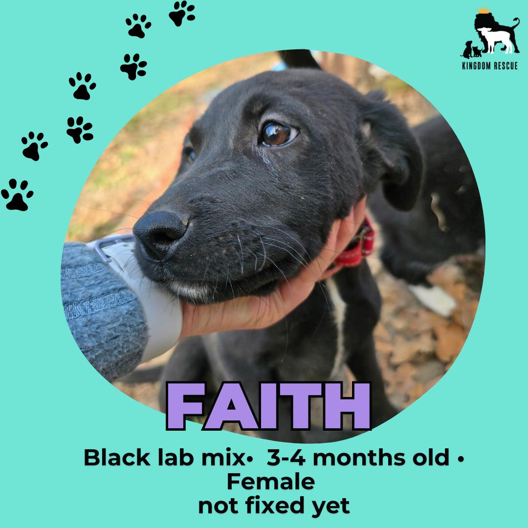 Faith, ADOPTABLE, Young Female Labrador Retriever.
