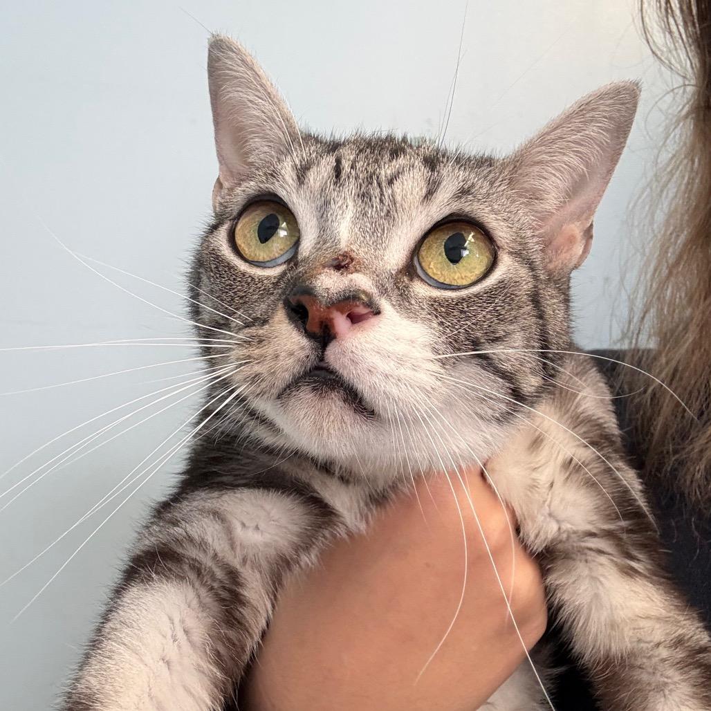 Enlarge Pinocchio, a Adoptable Domestic Short Hair in Grass Valley, CA image 1/1