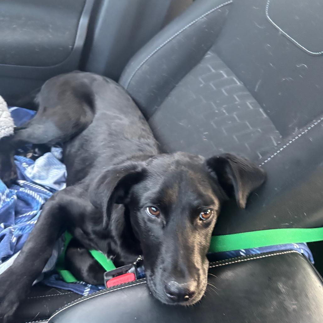 Parker, Adoptable, Puppy Male Mixed Breed.