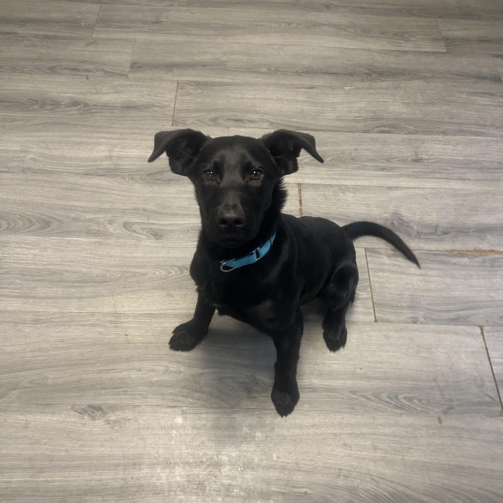 Parker, a Adoptable Mixed Breed in Greenville, PA image 2/5