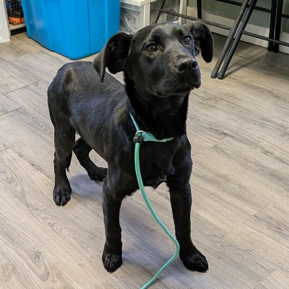 Parker, a Adoptable Mixed Breed in Greenville, PA image 3/5