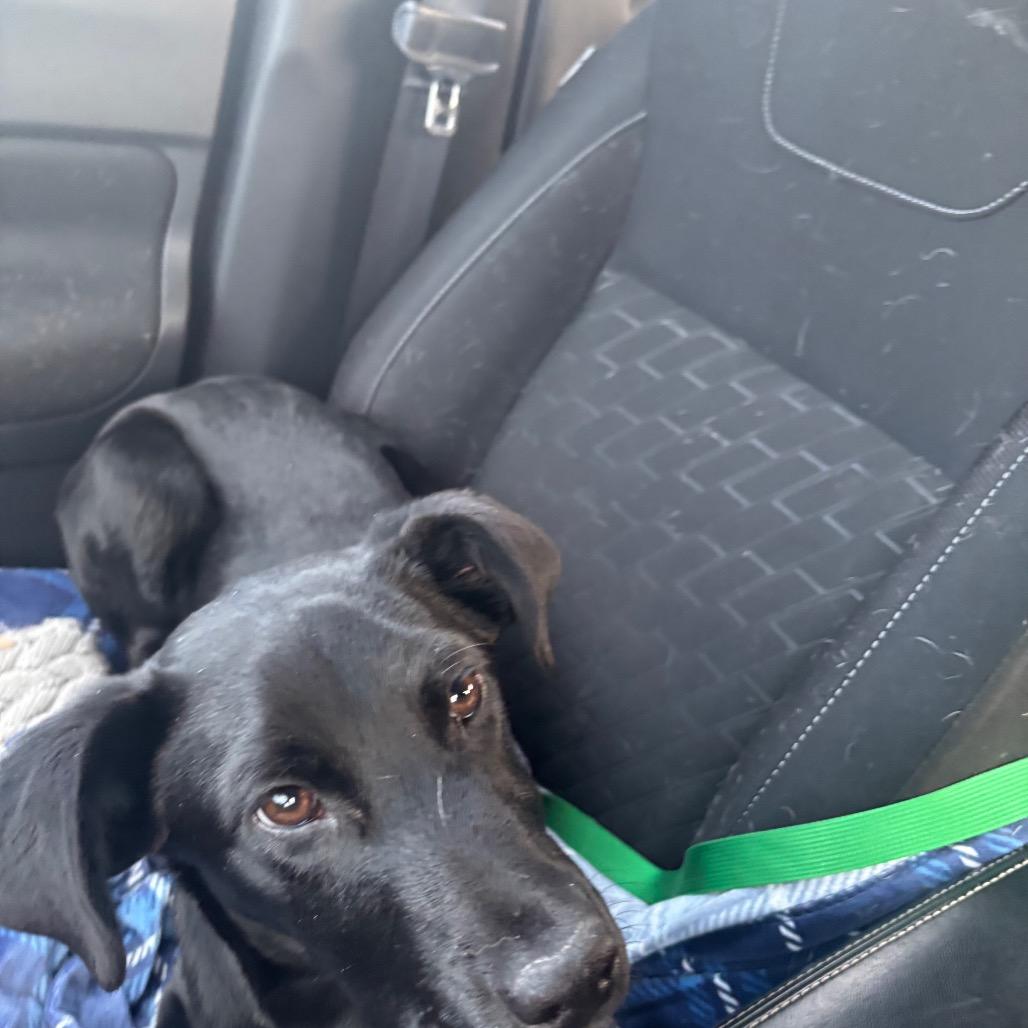 Parker, a Adoptable Mixed Breed in Greenville, PA image 4/5