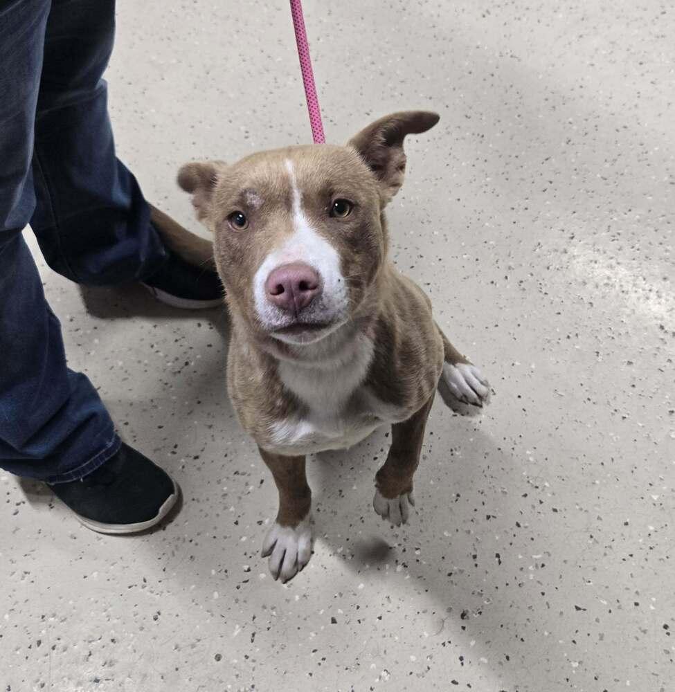 Enlarge Chrissy, a Adoptable mixed breed in Waverly, OH image 1/1