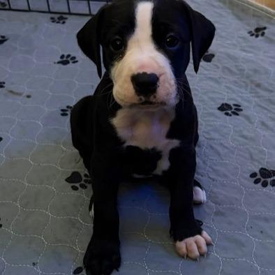 Charlotte Opal, Adoptable, Puppy Female Boxer & Mixed Breed.