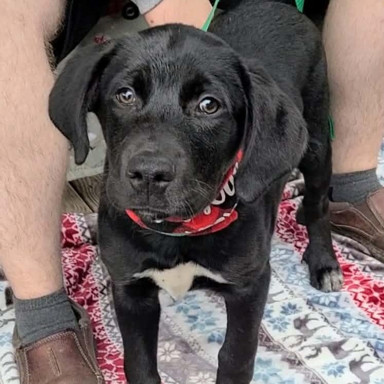 Patricia Ann, a ADOPTABLE mixed breed in Woolwich, ME image 1/4