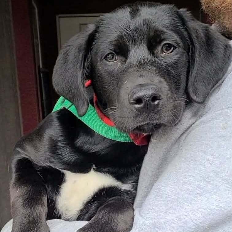 Patricia Ann, a ADOPTABLE mixed breed in Woolwich, ME image 2/4