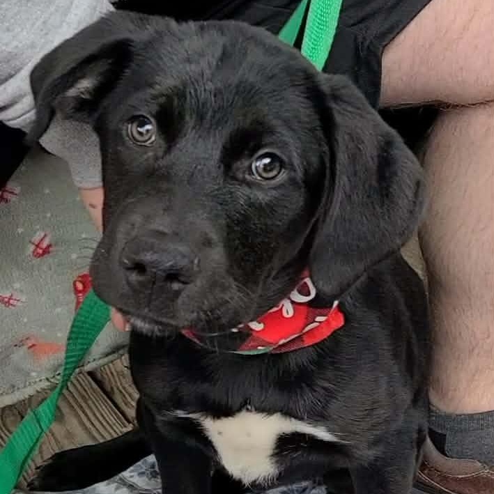 Patricia Ann, a ADOPTABLE mixed breed in Woolwich, ME image 3/4