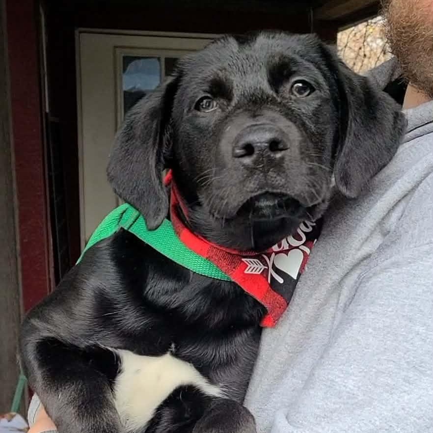 Patricia Ann, a ADOPTABLE mixed breed in Woolwich, ME image 4/4