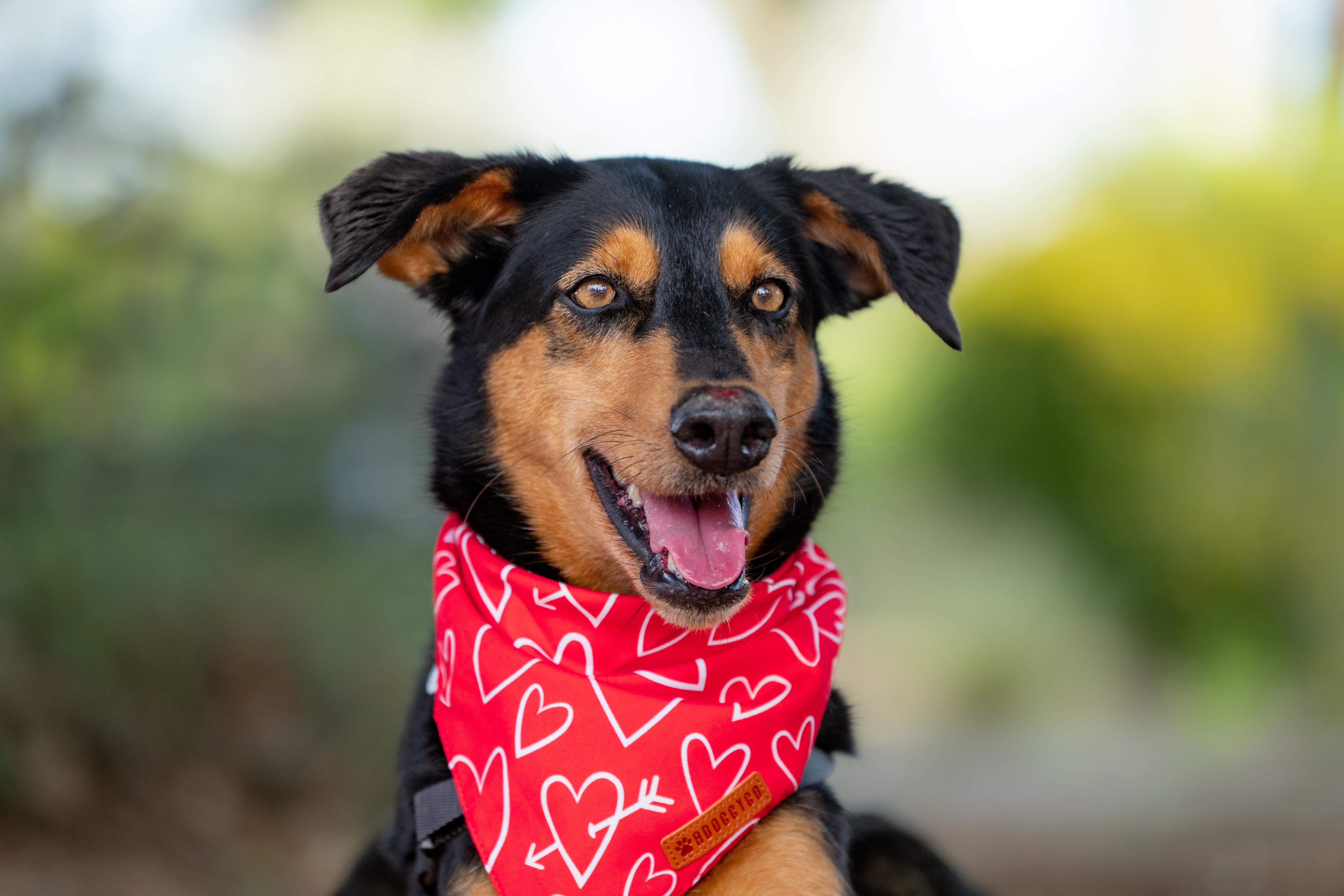 Dolly, a ADOPTABLE mixed breed in Santa Rosa, CA image 3/5