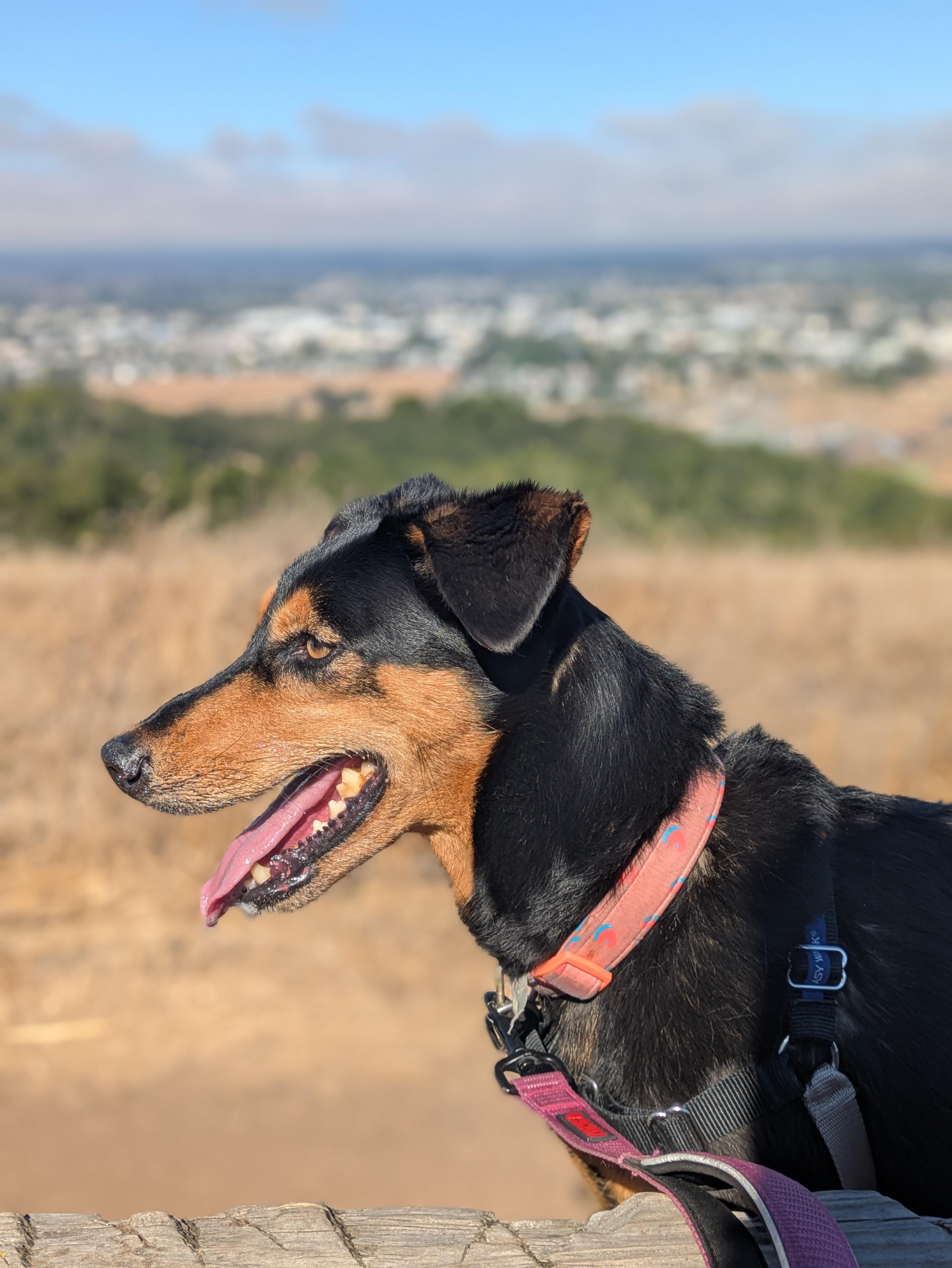 Enlarge Dolly, a ADOPTABLE mixed breed in Santa Rosa, CA image 1/6