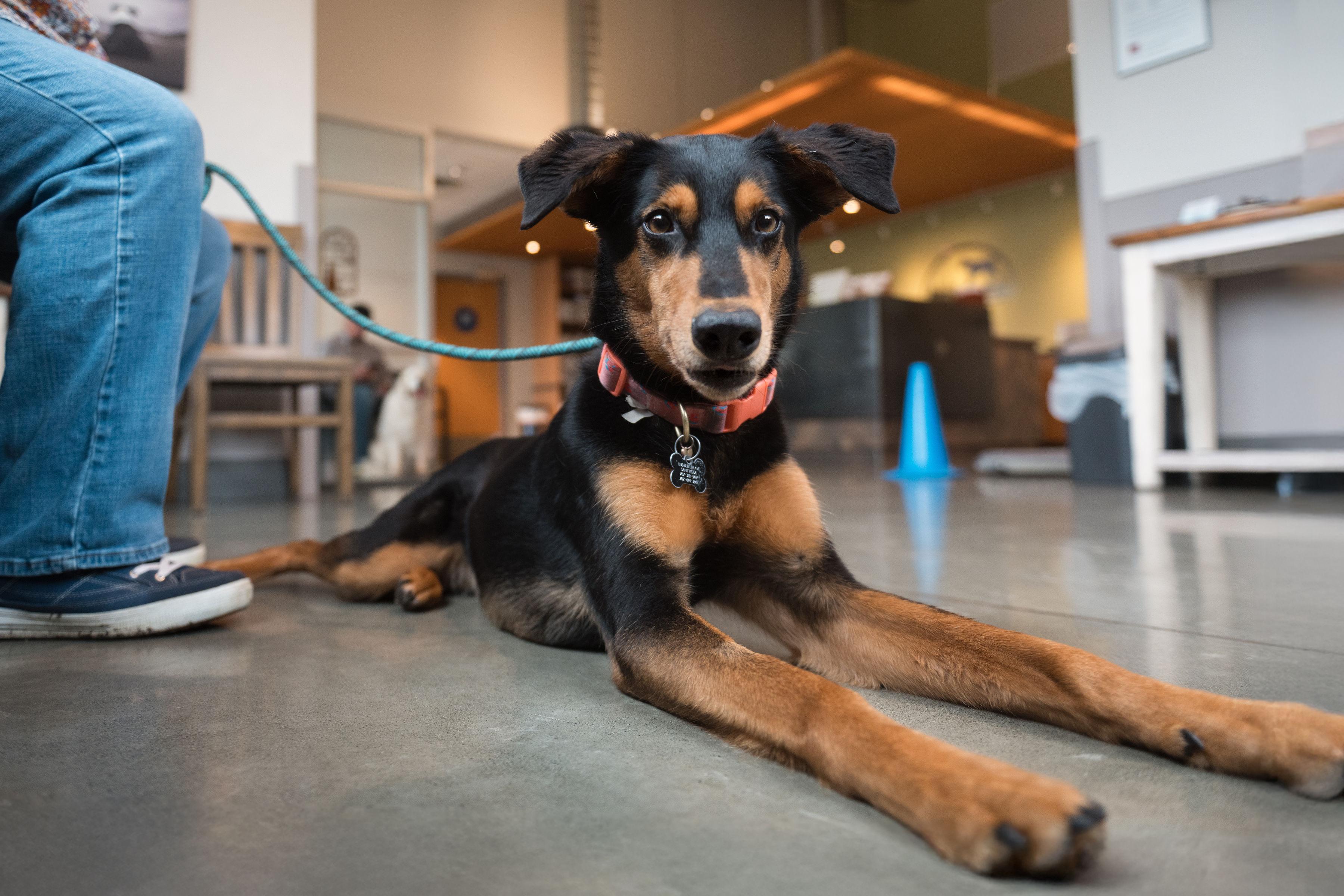Dolly, a ADOPTABLE mixed breed in Santa Rosa, CA image 4/5