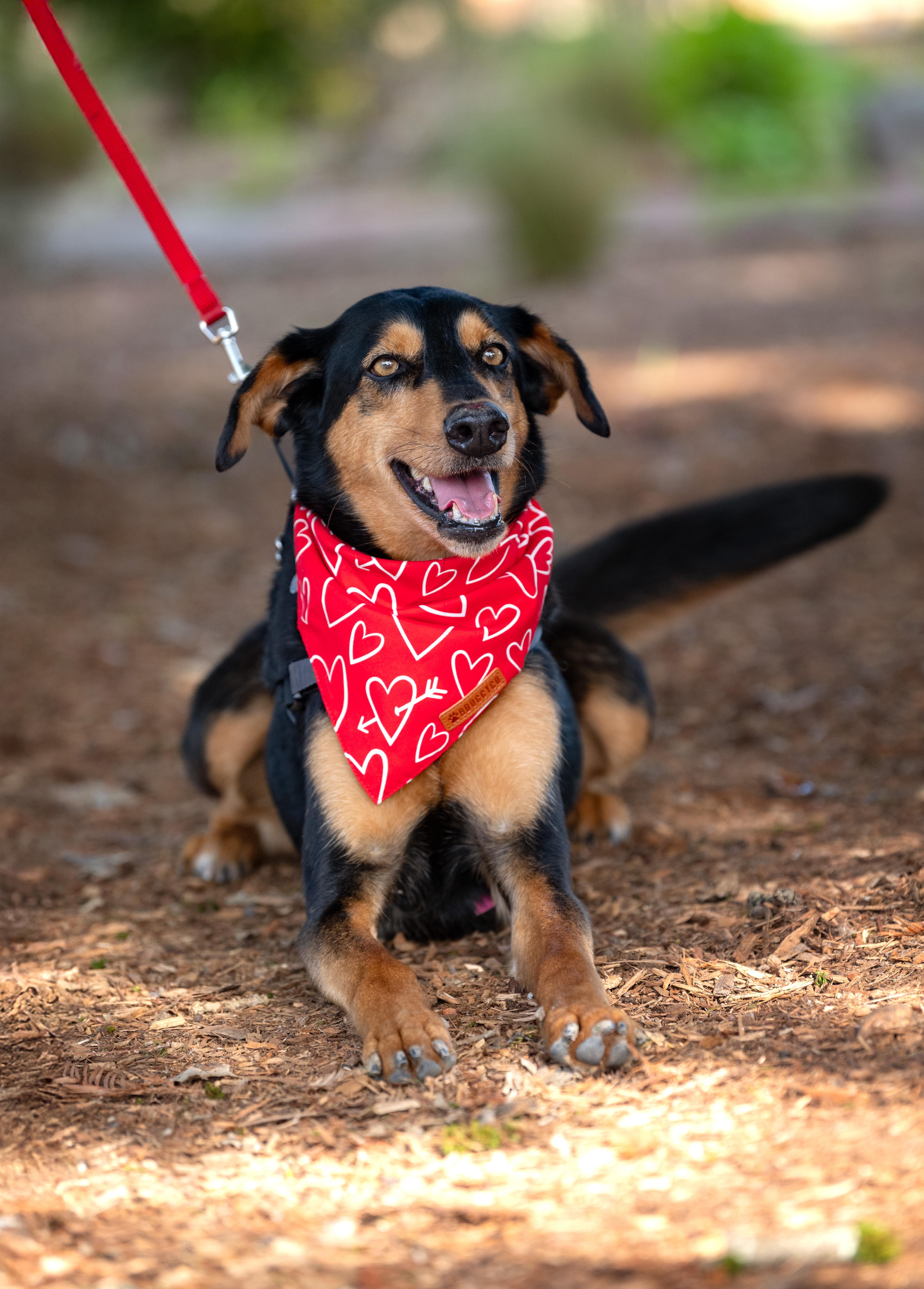 Dolly, a ADOPTABLE mixed breed in Santa Rosa, CA image 1/5