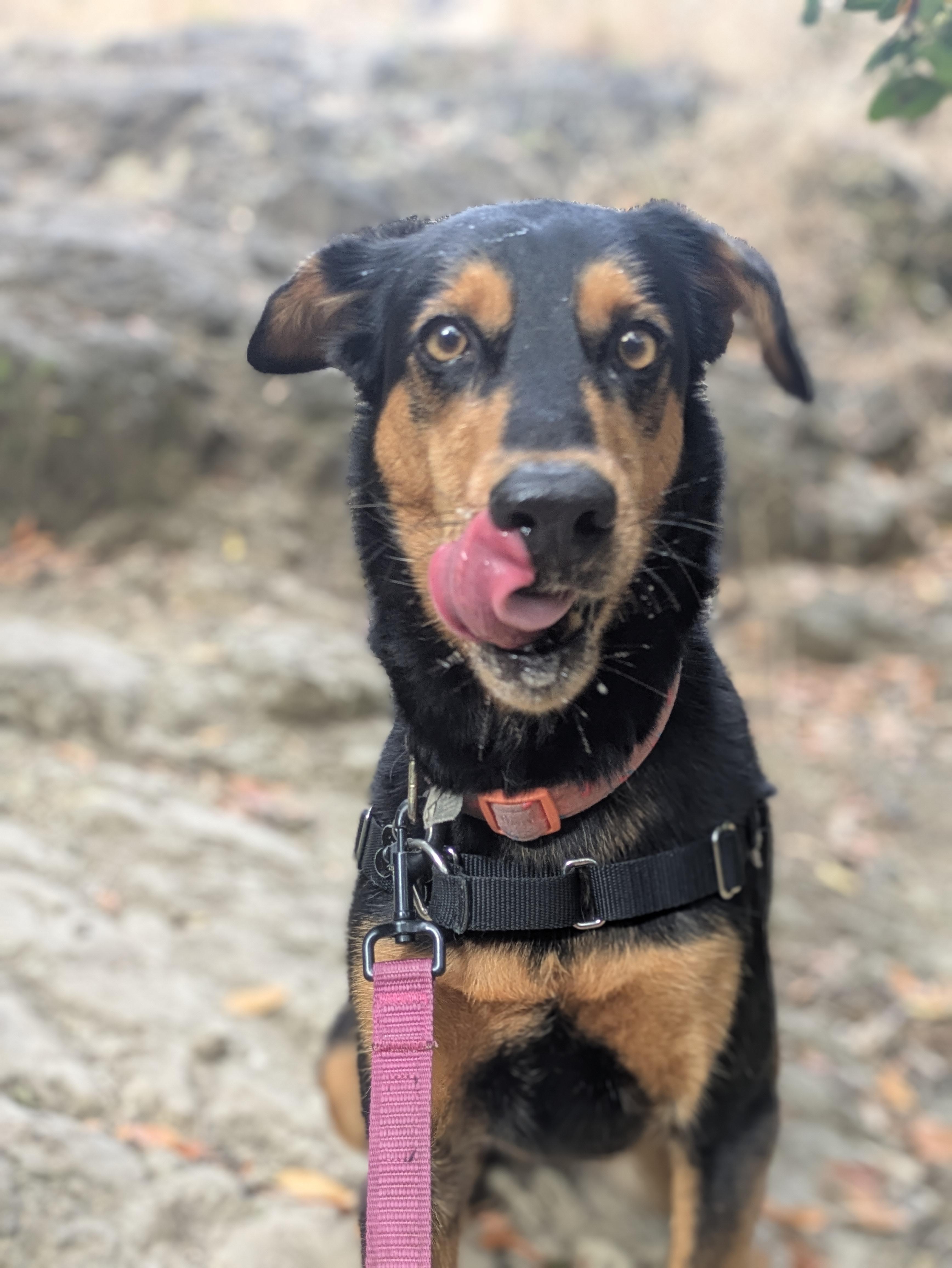Enlarge Dolly, a ADOPTABLE mixed breed in Santa Rosa, CA image 5/6