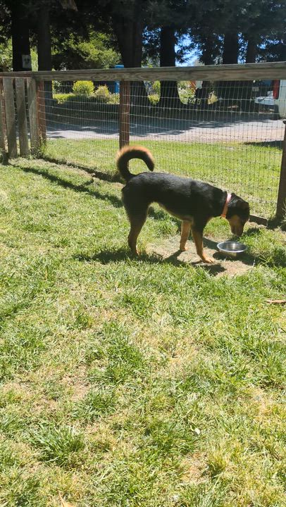 Enlarge Dolly, a ADOPTABLE mixed breed in Santa Rosa, CA video 5/5