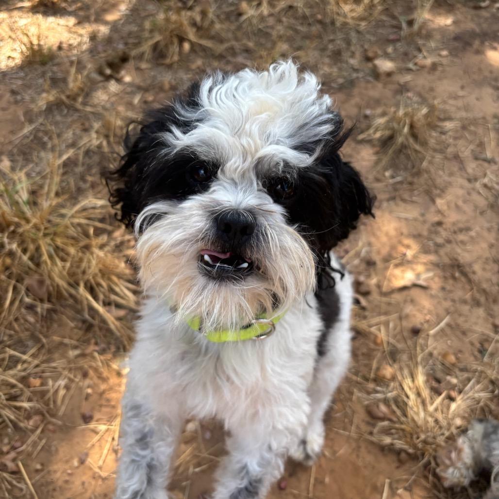 Enlarge Edward, a Adoptable Shih Tzu in Cedar Creek, TX image 1/4