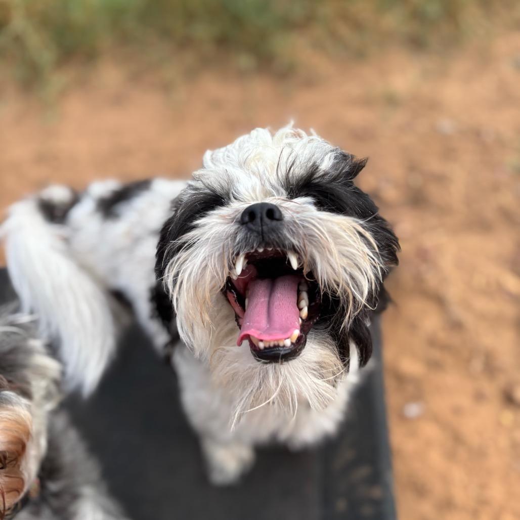 Enlarge Edward, a Adoptable Shih Tzu in Cedar Creek, TX image 2/4