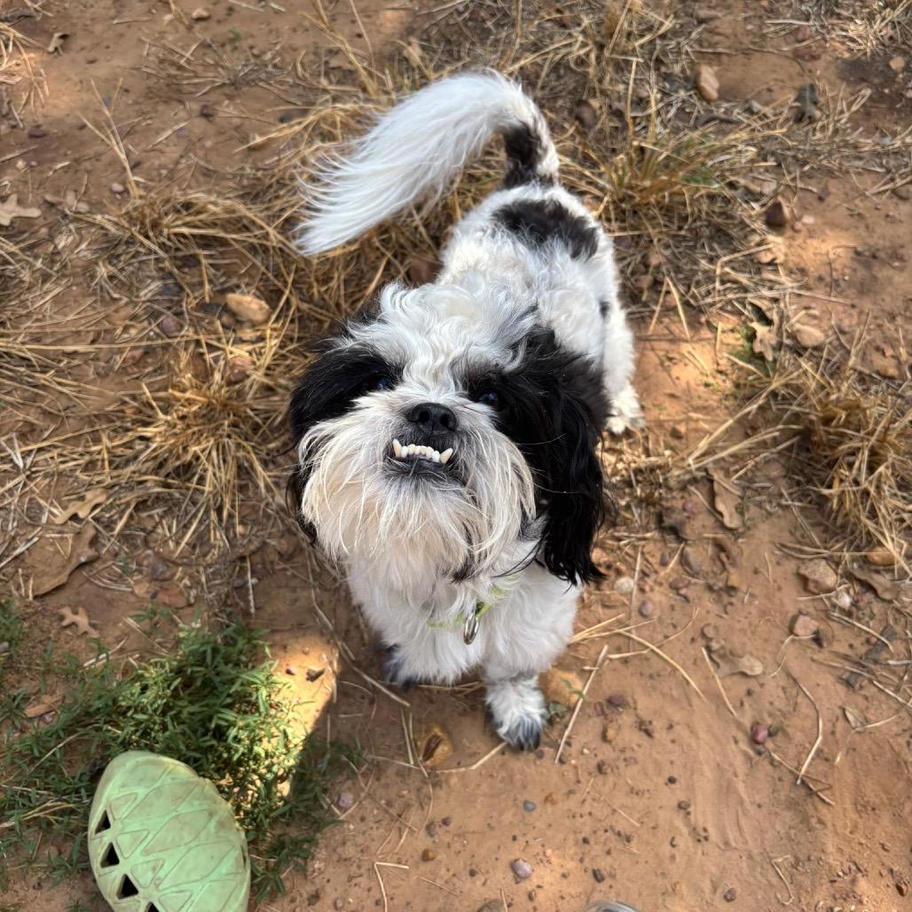 Enlarge Edward, a Adoptable Shih Tzu in Cedar Creek, TX image 3/4