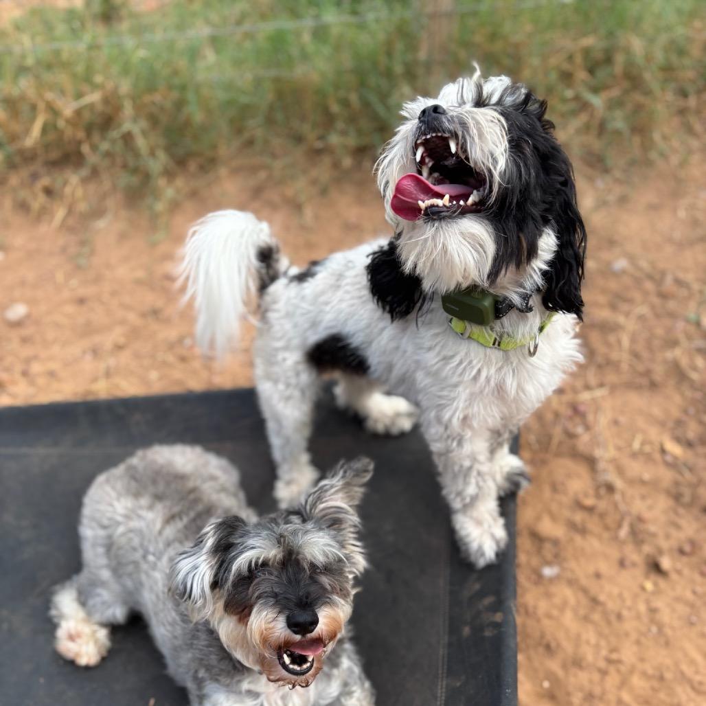 Enlarge Edward, a Adoptable Shih Tzu in Cedar Creek, TX image 4/4