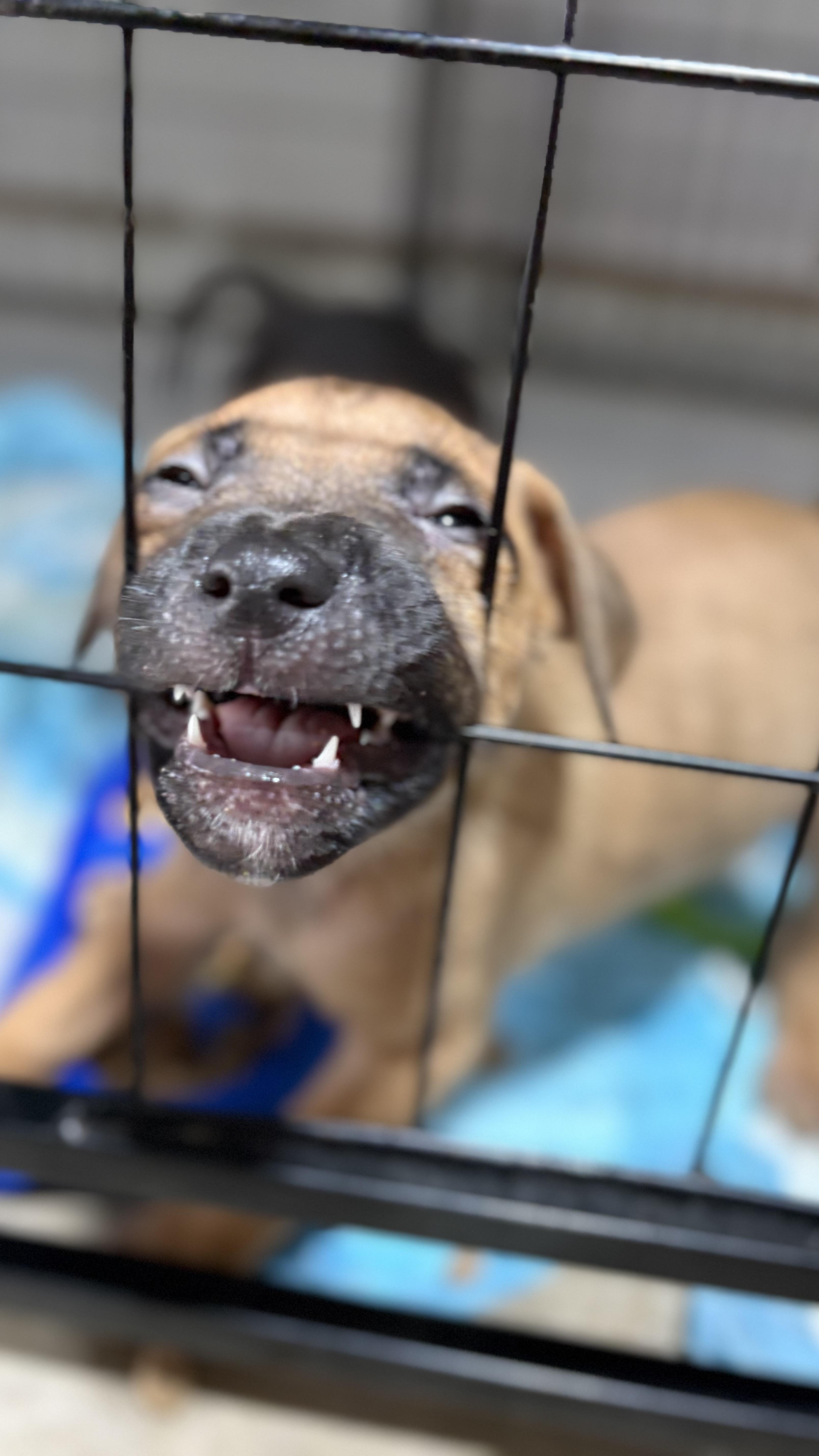 Gabrielle, a Adoptable mixed breed in Ayden, NC image 4/5
