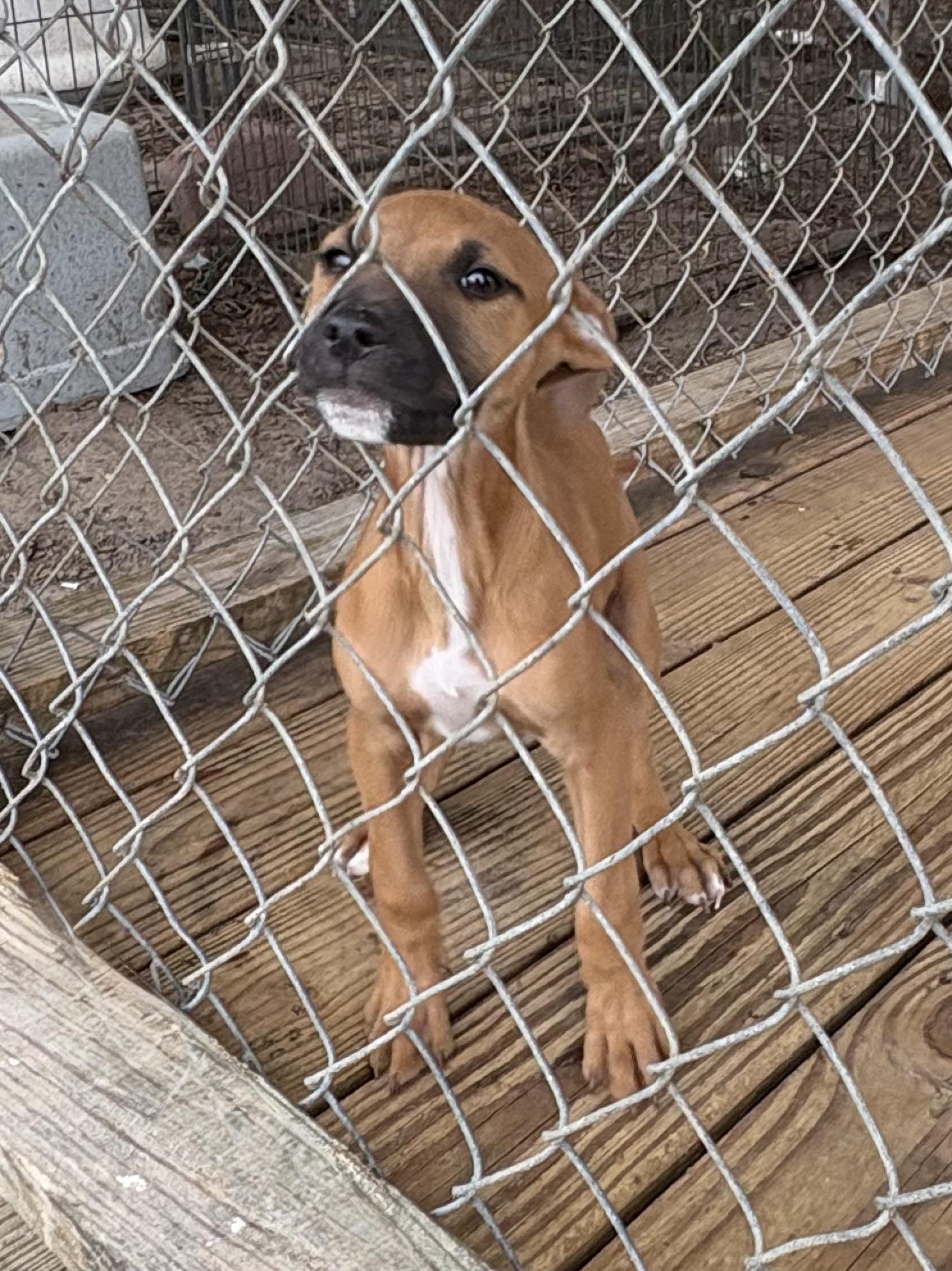 Gabrielle, a Adoptable mixed breed in Ayden, NC image 2/5