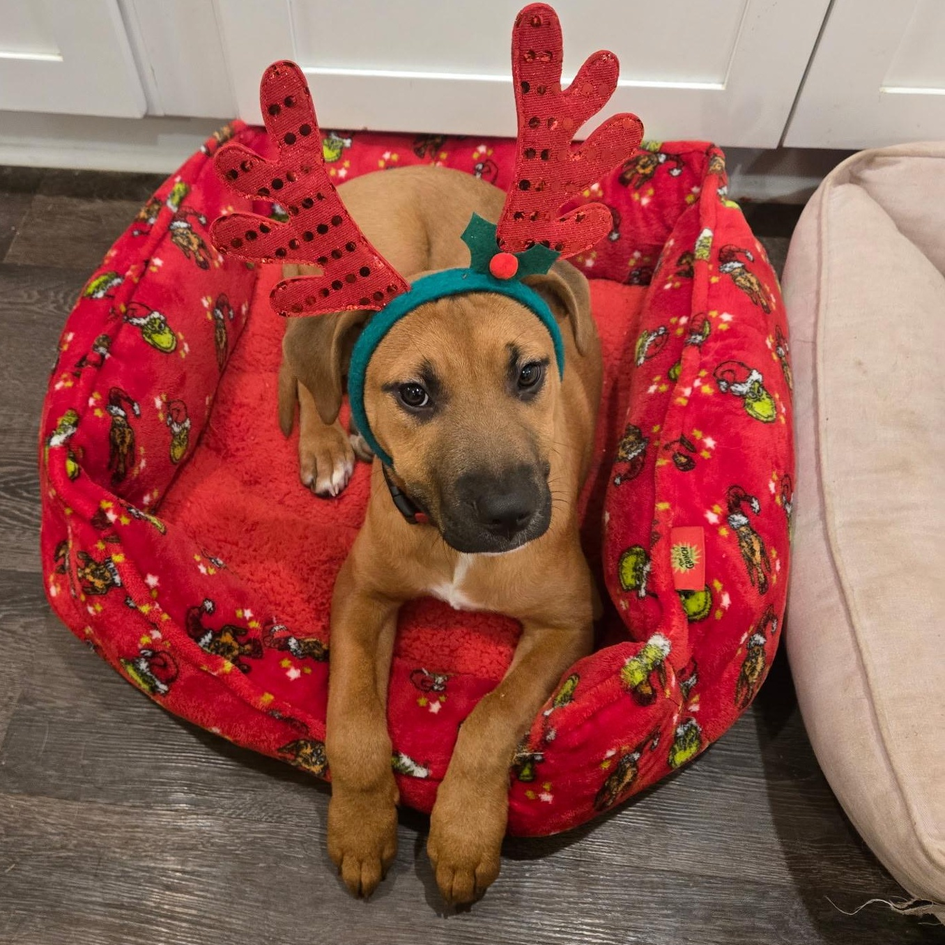 Enlarge Gabe, a Adoptable mixed breed in Ayden, NC image 2/6