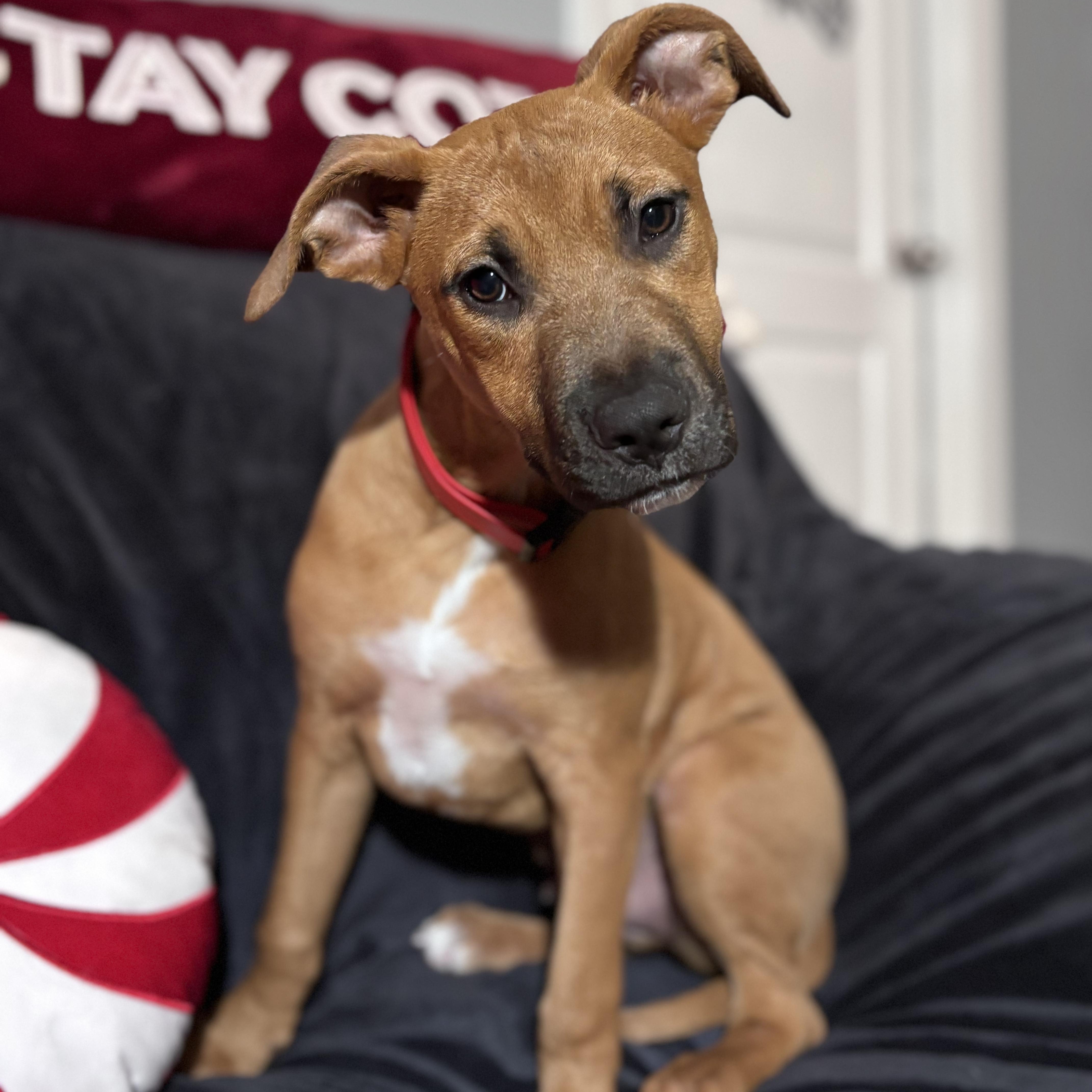 Gabe, Adoptable, Puppy Male Pit Bull Terrier & Boxer.