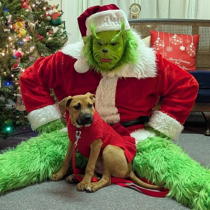 Enlarge Gabe, a Adoptable mixed breed in Ayden, NC image 3/6