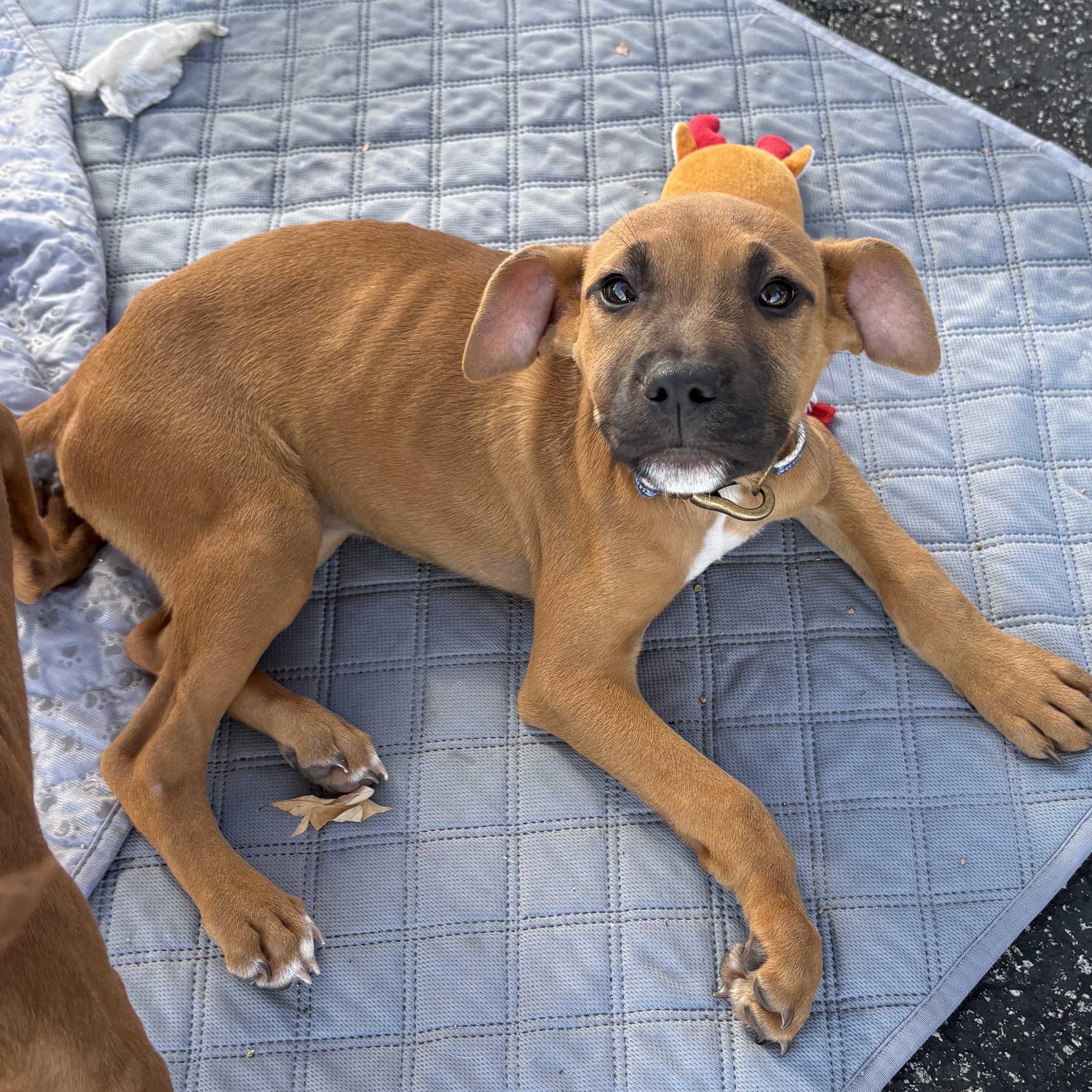 Gabrielle, Adoptable, Puppy Male Pit Bull Terrier & Boxer.