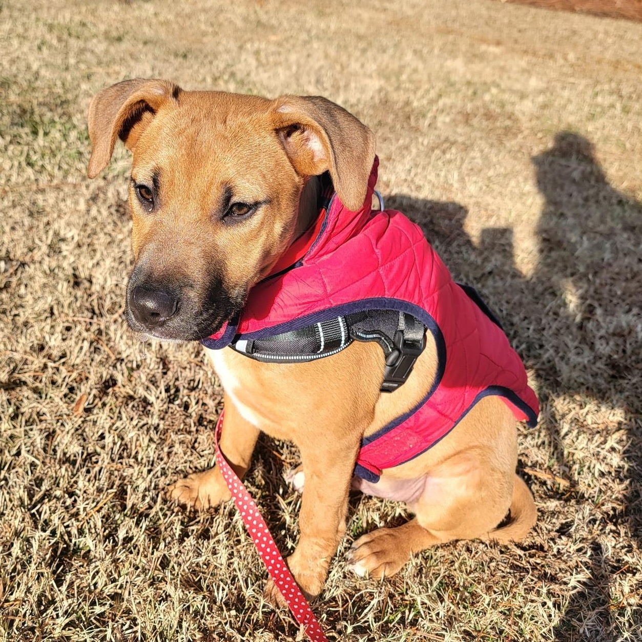 Enlarge Gabe, a Adoptable mixed breed in Ayden, NC image 5/6