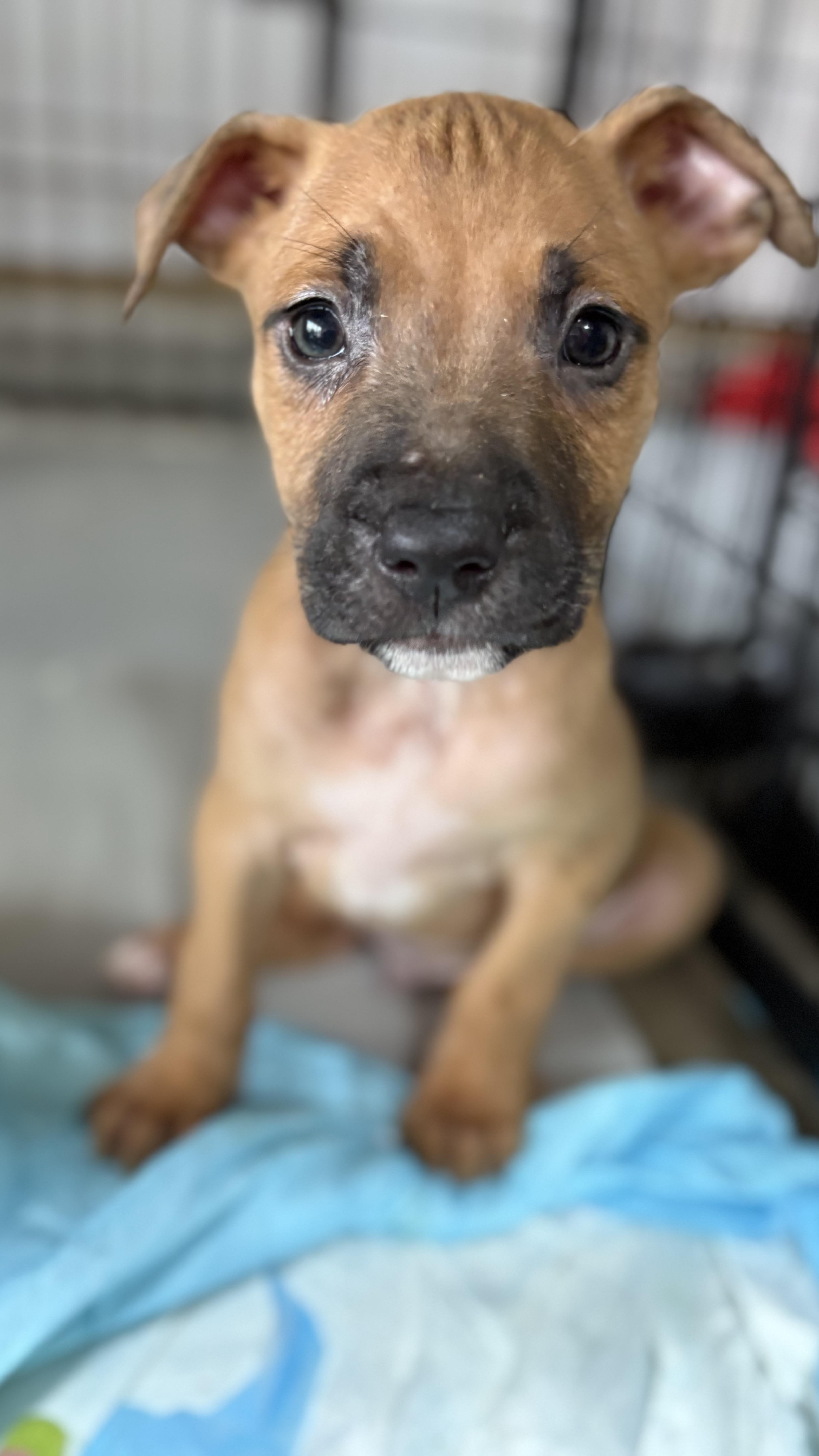 Gabrielle, a Adoptable mixed breed in Ayden, NC image 5/5