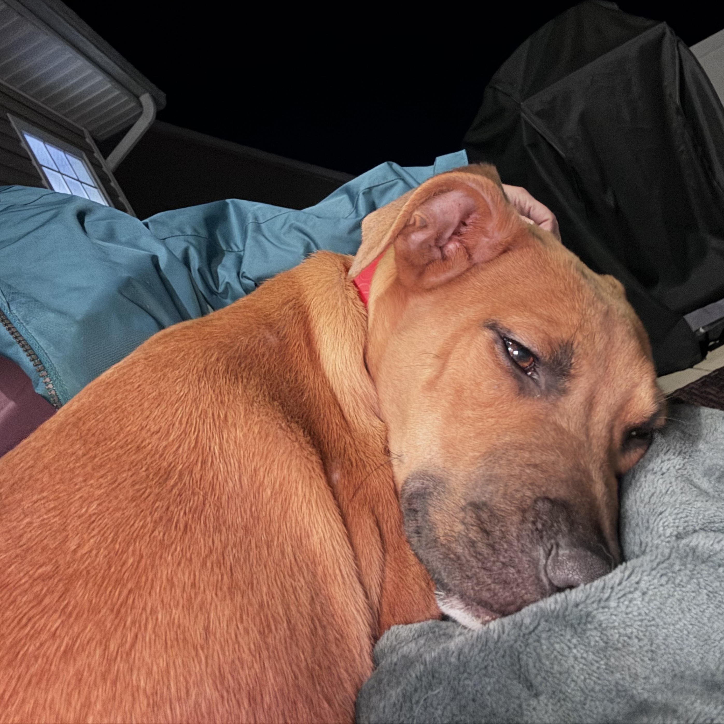 Enlarge Gabe, a Adoptable mixed breed in Ayden, NC image 4/6