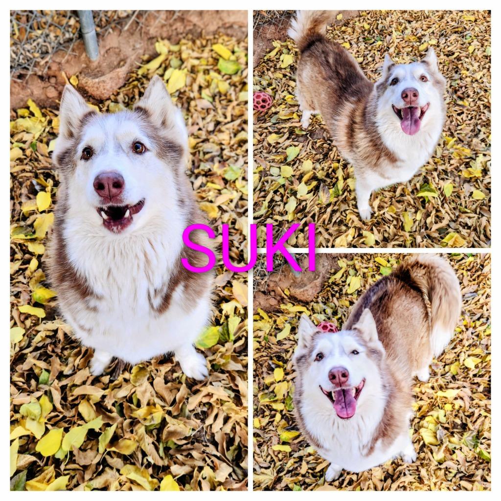 Enlarge Suki, an adopted Husky in Saint George, UT image 1/1